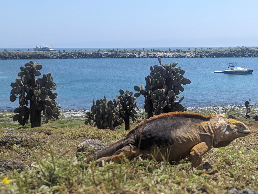 Iguana