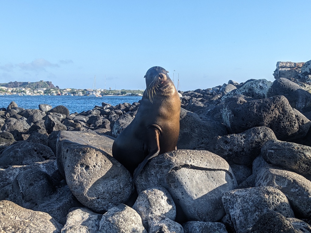 Sea Lion