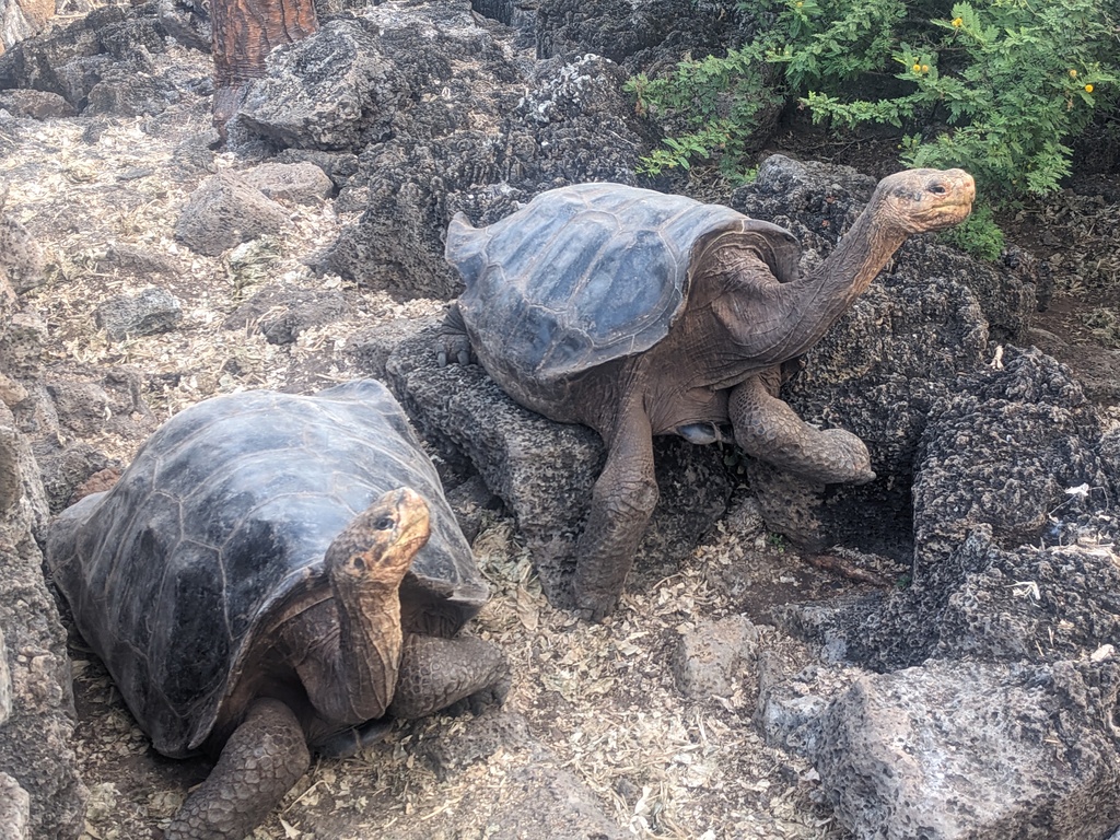 Giant tortoises