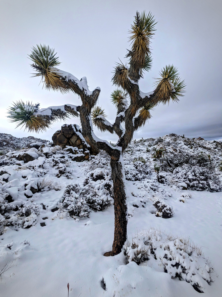A Joshua Tree in the snow